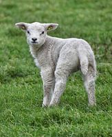 Lamb on Texel