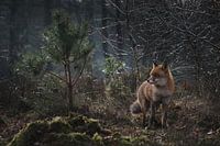 Renard dans les premières lueurs du matin.