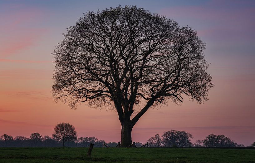 Tree of life by Photo Wall Decoration