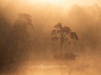 Goldenes Glühen in Oisterwijk