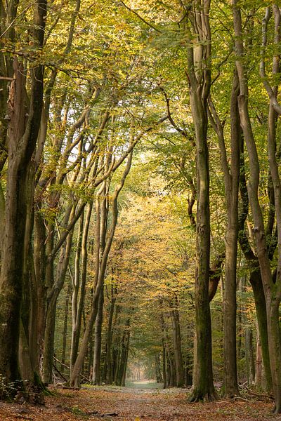Die schönen Farben eines Herbstwaldes von Meike de Regt
