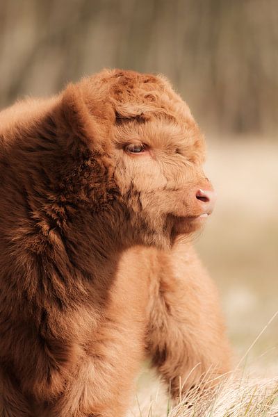 Veau écossais Highlander par Melissa Peltenburg