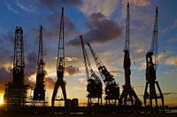 Antwerpen - Tanzende Kraniche