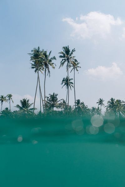 TROPICAL PALMS by Melchior | Lifestyle Art Photography