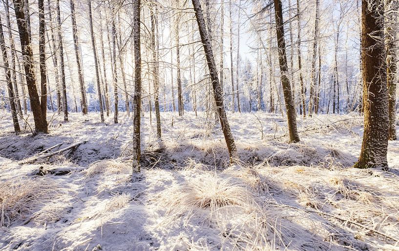Dwingelderveld - Drenthe (Niederlande) von Marcel Kerdijk