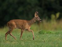 Jonge reebok in bronsttijd