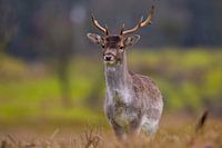 Hirsche in voller Pracht