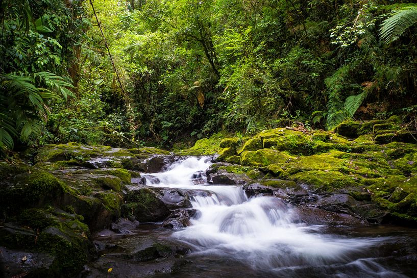 Cours d'eau dans la jungle du Panama par Michiel Dros