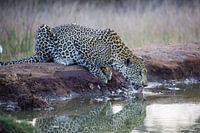 Leopard in Krugerpark in South Africa