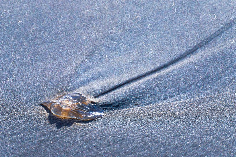 Jellyfish on the beach with bokeh by Yanuschka | Fotografie Noordwijk