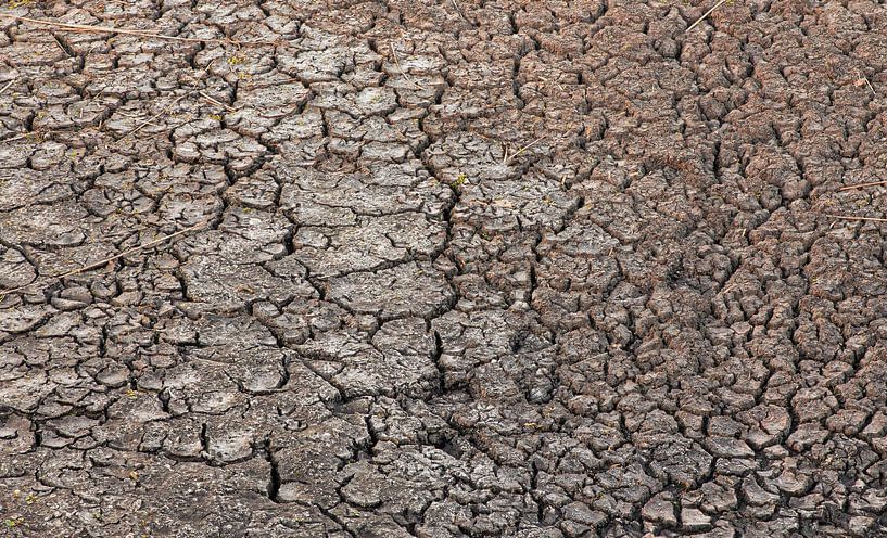 Breathtaking structure during drought in peatland. by Wildlife Designs