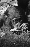 Baby chimpansee in zwart wit 
