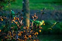Collar parakeet with berry