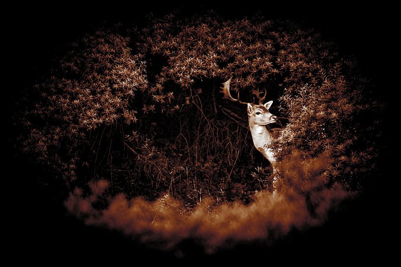 De beaux cerfs dans les dunes de Noordwijk par Yanuschka | Fotografie Noordwijk