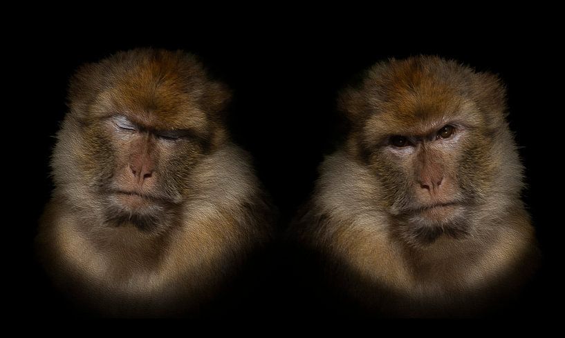 Berber Monkey graphic oil paint by Foto Studio Labie