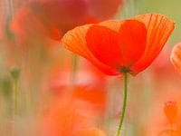 coquelicot dans le champ, Mohn im Feld, coquelicot dans le champ