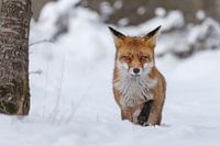 Fuchs im Schnee