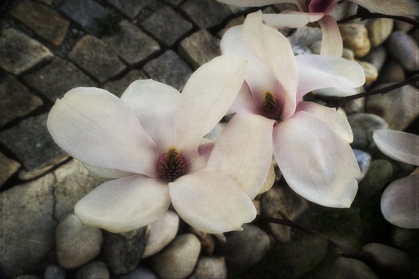 Magnolienblüte von Christine Nöhmeier