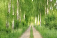 Birkenallee mit Feldweg - ICM-Aufnahme