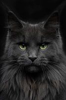 Close-up of a Maine Coon cat