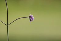 Verbena