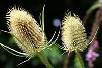 Dipsacus sativus 