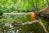 Eisvogel in seinem natürlichen Lebensraum