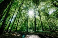Rayons de soleil rêveurs dans la forêt