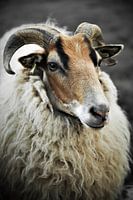 Impressive close-up portrait of a Drents Heideschaap