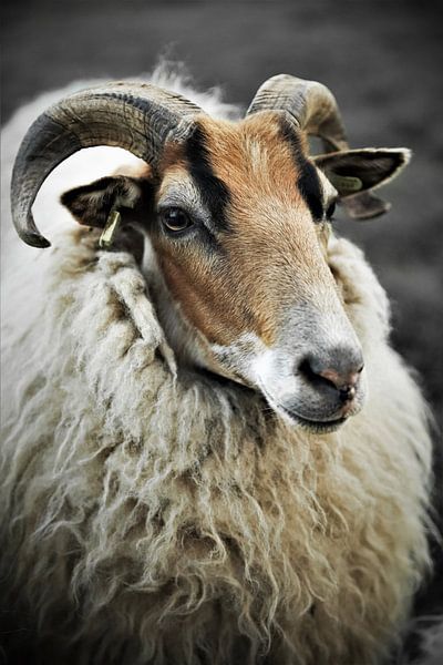 Beeindruckende Nahaufnahme eines Drents Heideschaap von Wildlife Designs