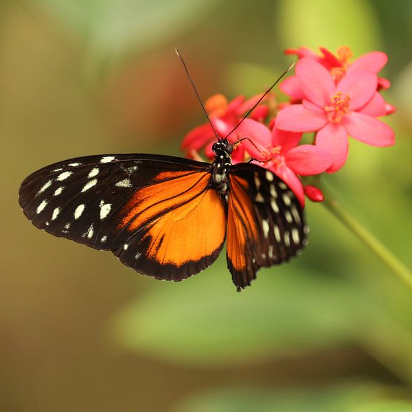 Verbazingwekkend Vlinder hangt aan een bloem (vierkant) van Fotografie Jeronimo op XZ-69