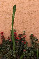 Farbenfroh und botanisch | Kakteen | Puerto Escondido | Mexiko