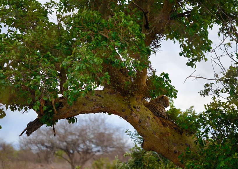Leopard und Beute von Mario van Loon