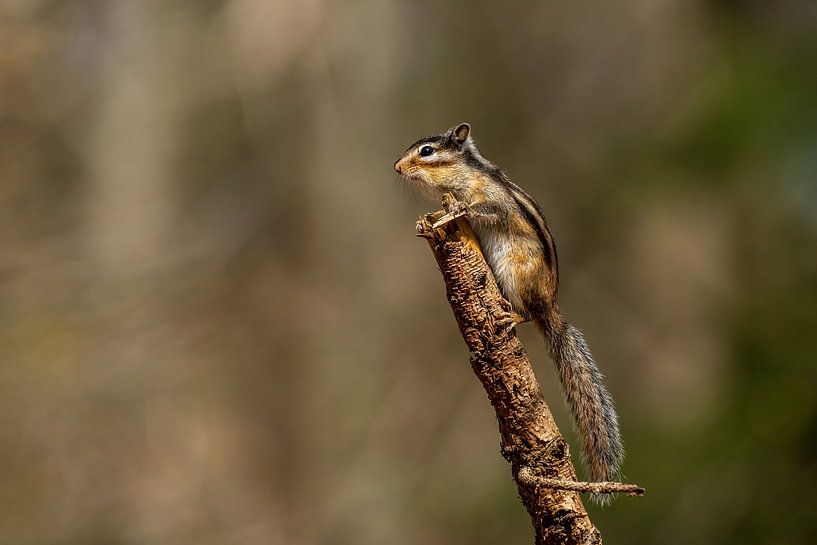 Siberische Grond eekhoorn op de uitkijk van Rob Smit