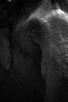 Les détails cachés de l'éléphant