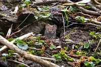 Bonjour, je suis une souris des bois