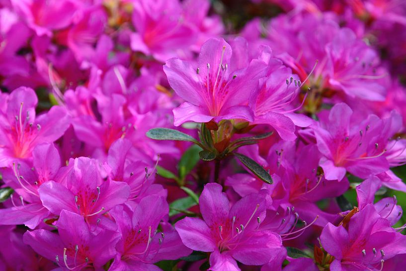 Rozig van Gisela Scheffbuch