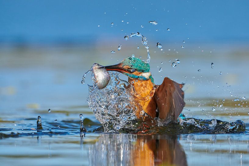 Eisvogel - Im Handumdrehen von Eisvogel.land - Corné van Oosterhout