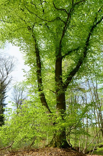 A large beech tree in spring by Corinne Welp