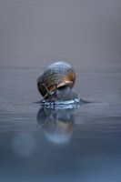 Slakkie het achtertuinmodel