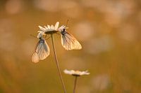 big veined white in evening light