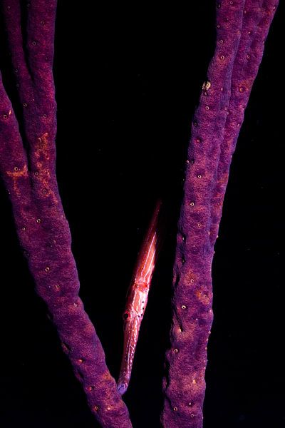 Trumpet fish by Roel Jungslager