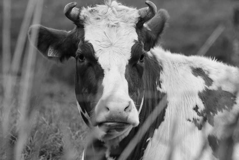 Fotografie Puur Natuur by FrederikBerend Metalsema