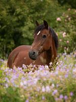Pferd zwischen Blumen