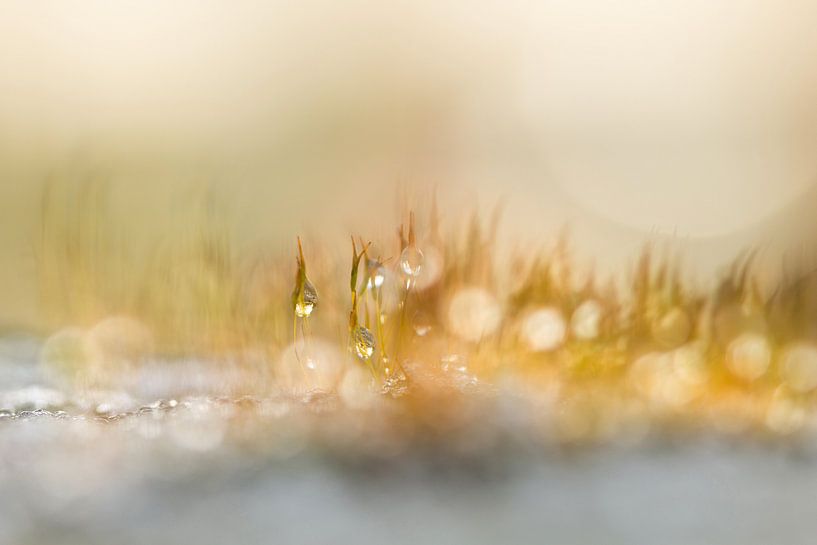 Wall starlets in colour by Teuni's Dreams of Reality