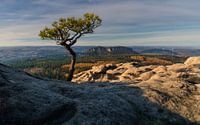 Morning mood in the Elbe Sandstone Mountains