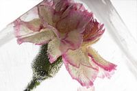 Nelke in kristallklarem Eis 3