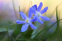 Anzeichen des Frühlings.