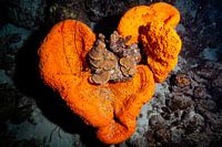 éponge en forme de cœur