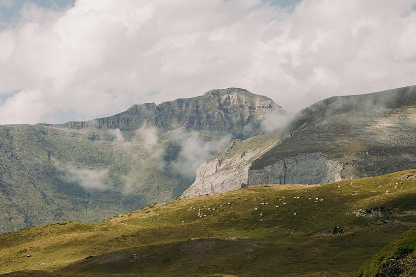 Un troupeau de moutons dans les dernières lueurs du jour dans les Pyrénées par Sander de Vries